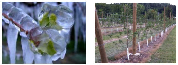 Почвенные корни замораживаются при температуре